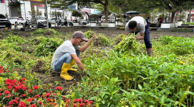 Panen 180 Kg Kangkung, Lapas Labuhan Ruku Dukung Program Ketahanan Pangan.