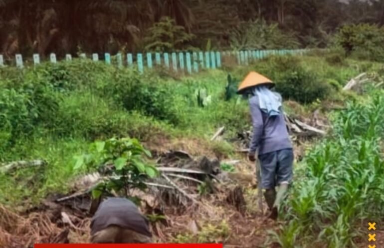 Perkuat Ketahanan Pangan, Lapas Labuhan Ruku Lakukan Penyisipan Tanaman Jagung
