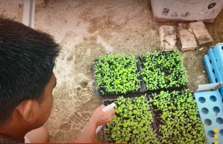 Bekali WBP dengan Keterampilan, Lapas Labuhan Ruku Genjot Pertanian Hortikultura